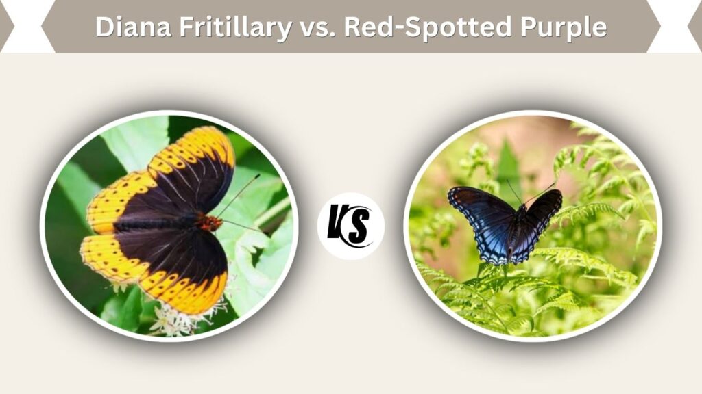 Diana Fritillary vs. Red-Spotted Purple