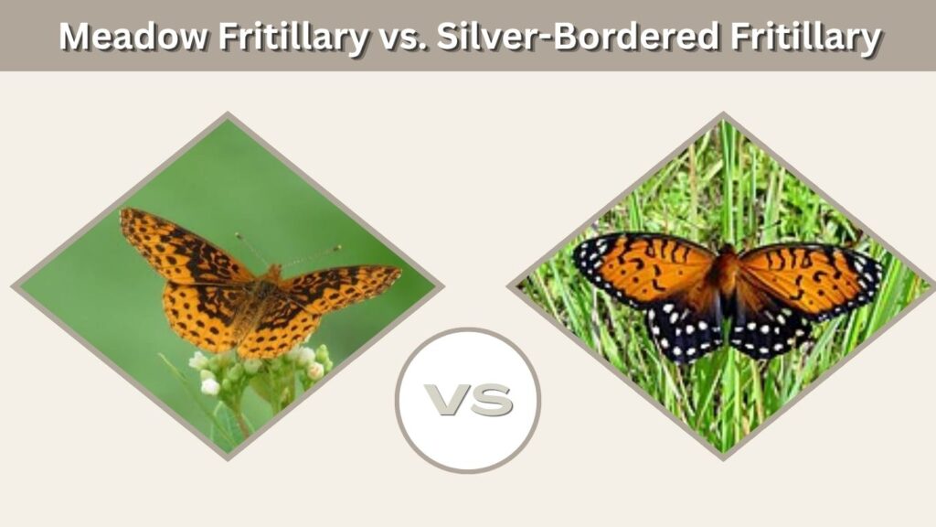 Meadow Fritillary vs. Silver-Bordered Fritillary